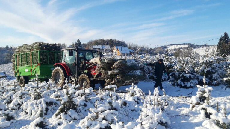 pépinière en hiver Sapin de Novel